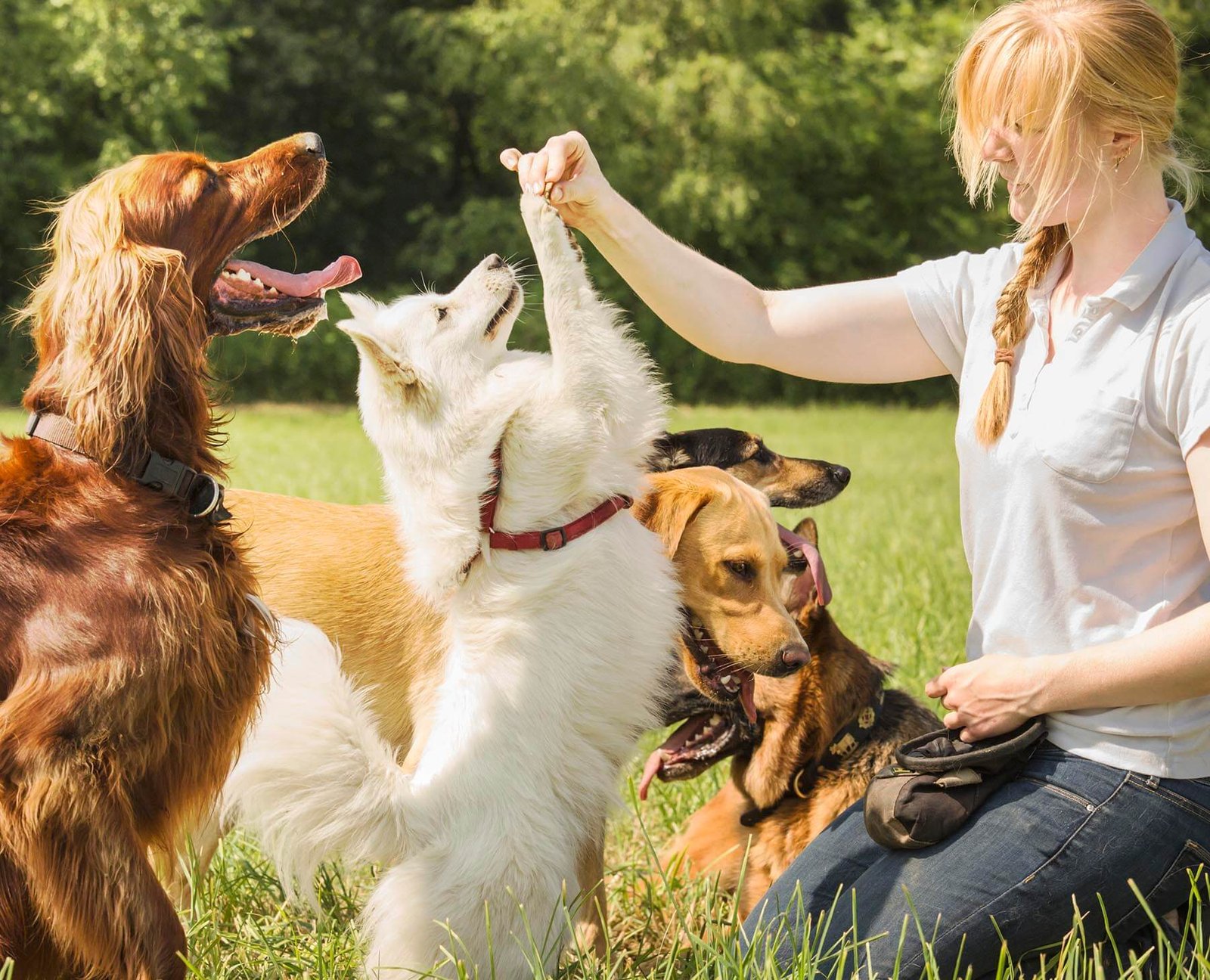 A woman with a few dogs.