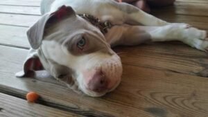 Best Practices for a Dog