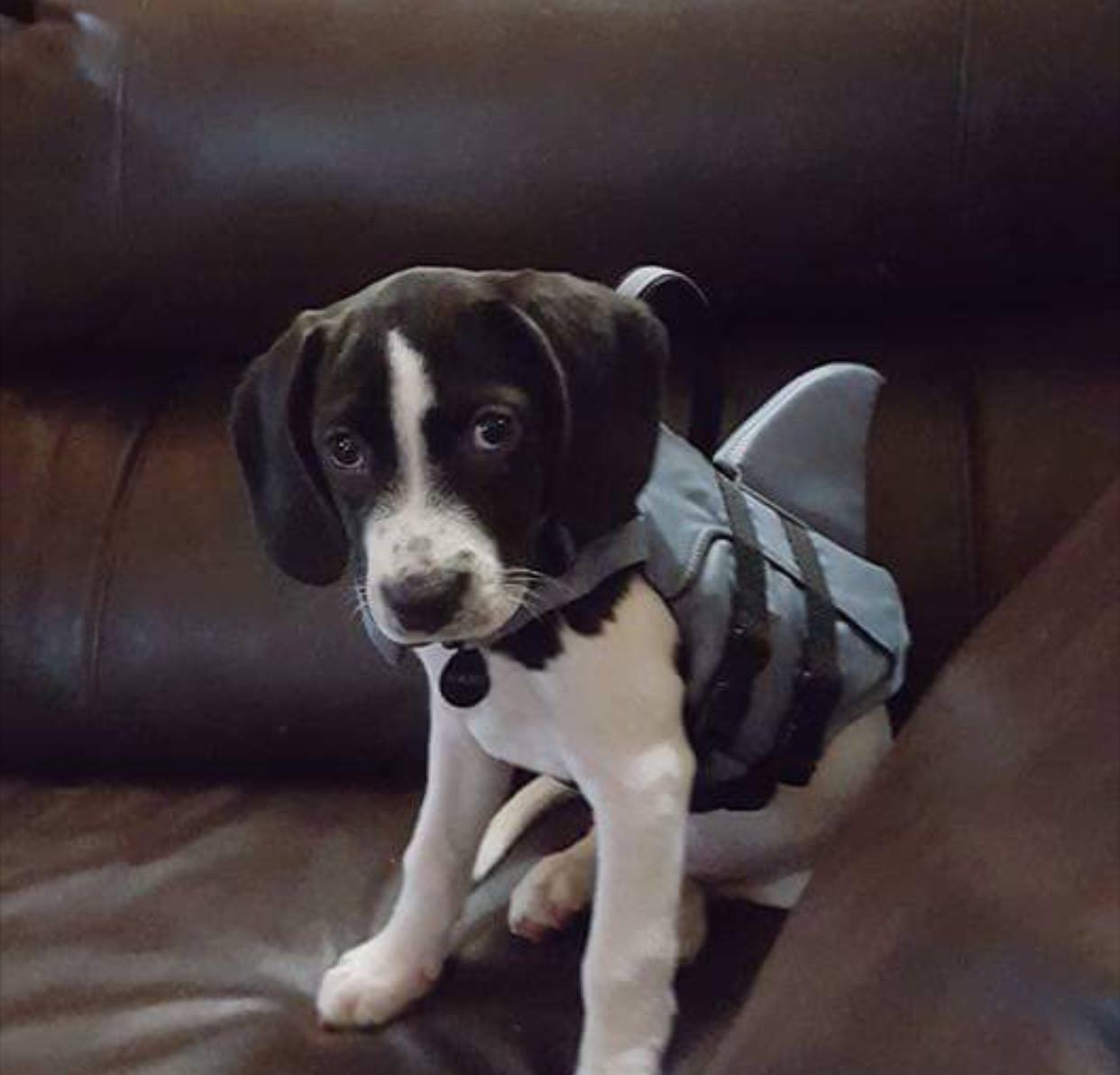 Adorable puppy at PP2CR-74