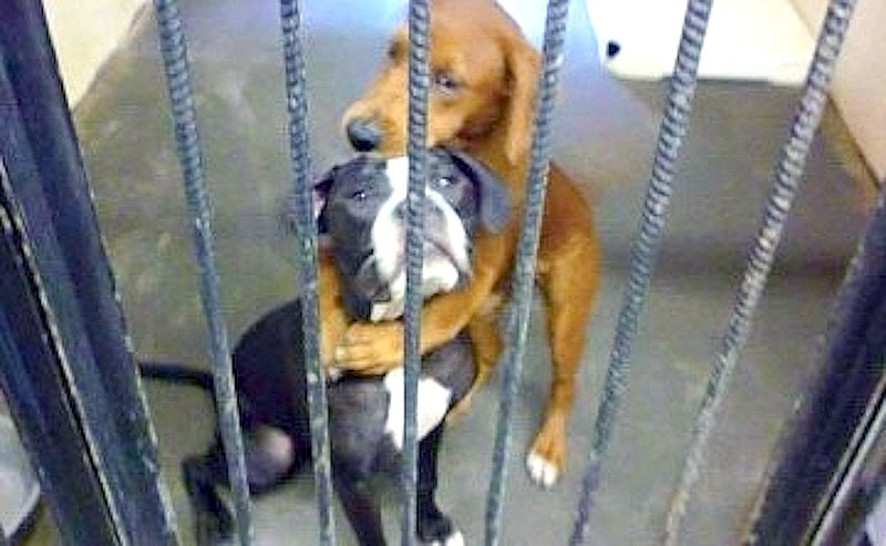Dogs in jail