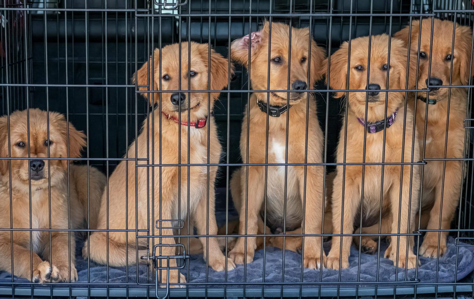 Dogs in Cage PP2CR