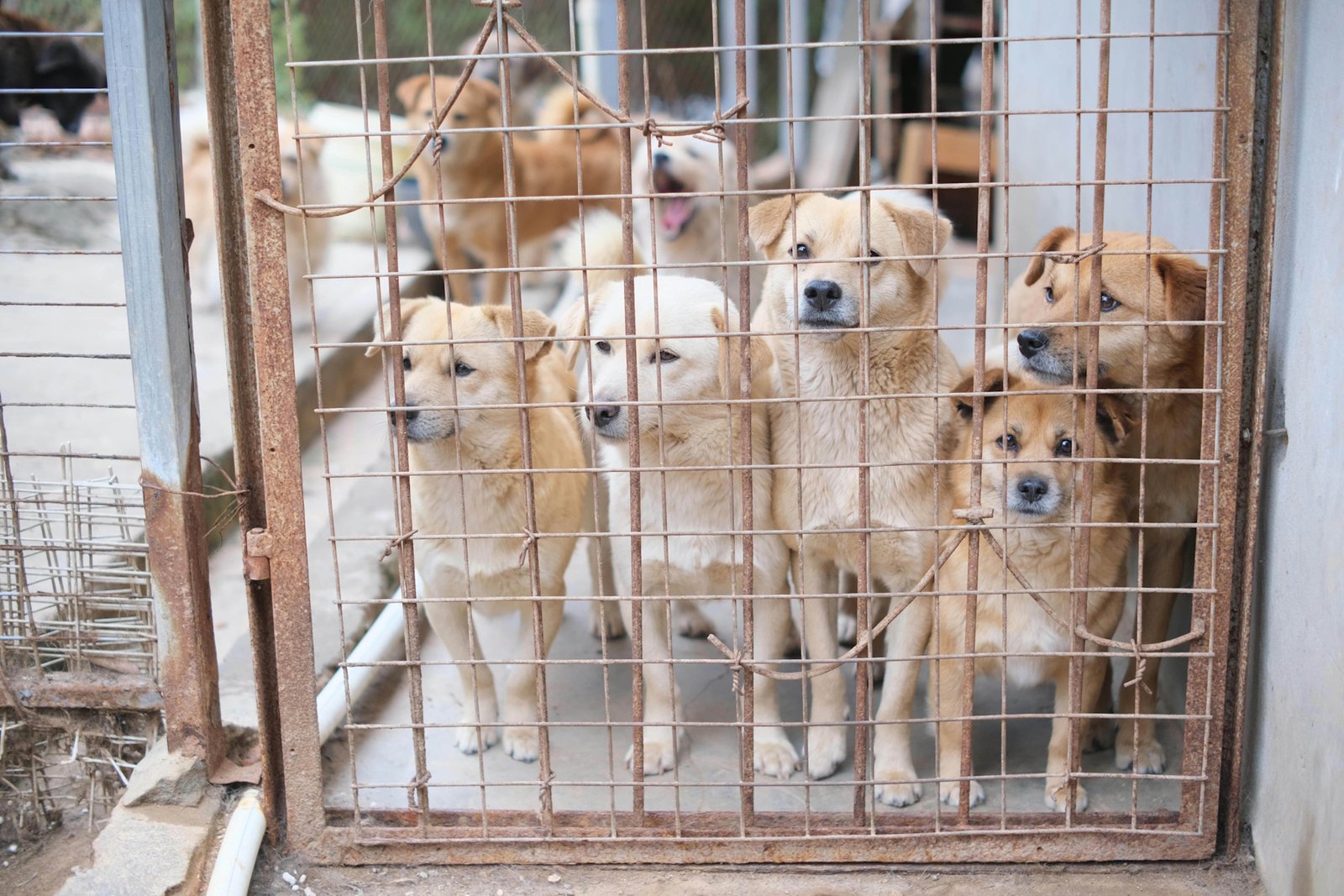 Dogs in cage